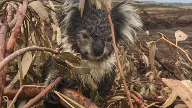 A koala suffered burns and a broken arm when its habitat at a Cape Bridgewater plantation was bulldozed. The animal was later euthanised in early 2020. Picture by Helen Oakley