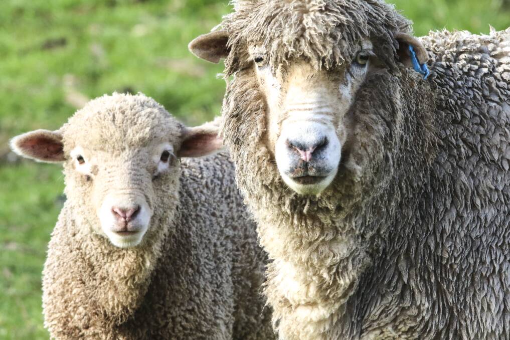 Warning: Sheep graziers are on alert with cold wet weather expected.