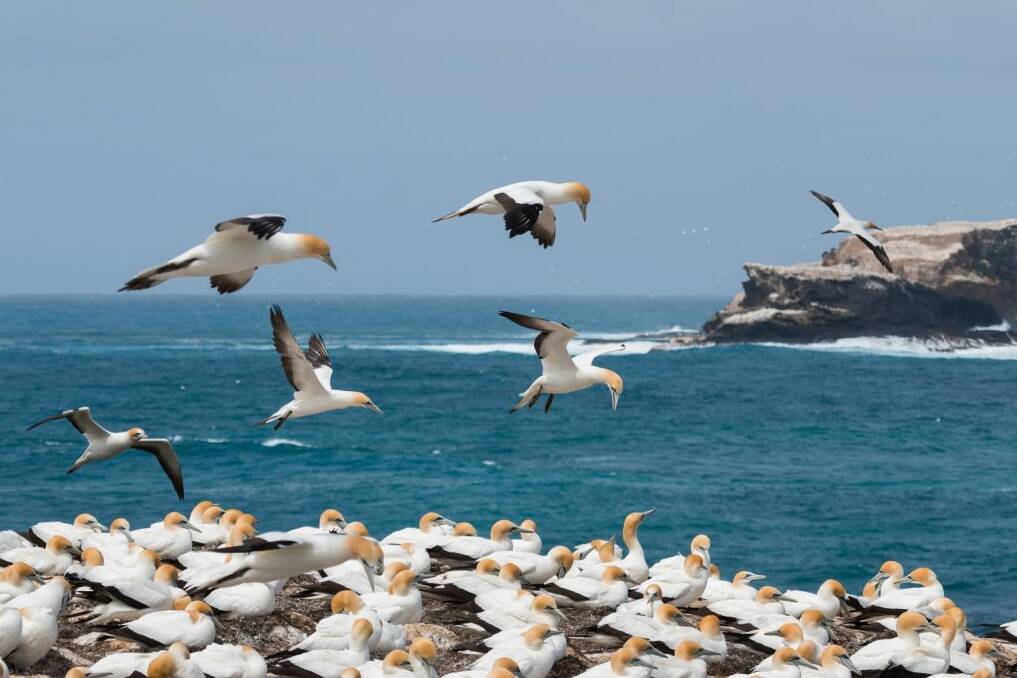 The Point Danger gannet colony in Portland.