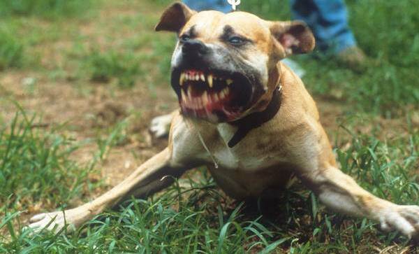 Three Staffordshire cross terriers have been involved in the fatal attack of a small dog in Portland. This is a file image. 