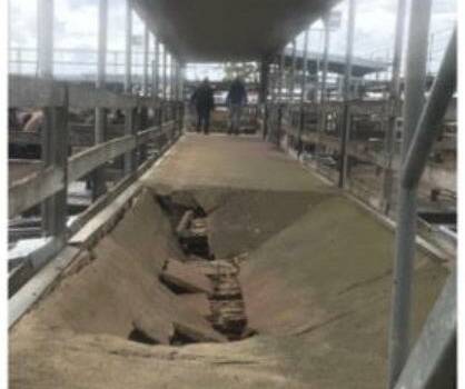 Costly: The collapsed section of the cement walkway after the October 21 incident during a sale. About 400 metres of walkways, and roofs, are going to be replaced at the saleyards.