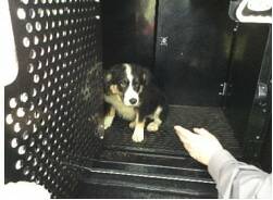 Leads end with alleged stolen puppy being recovered in police raid