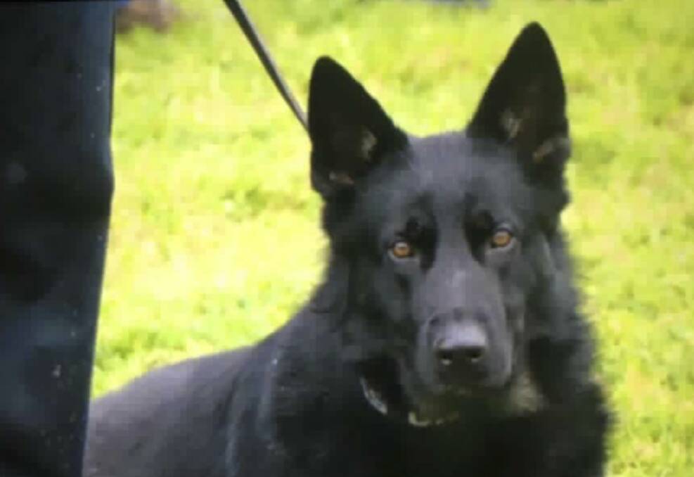 That would hurt: A Warrnambool man has suffered injuries during an arrest after being bitten by a police dog.