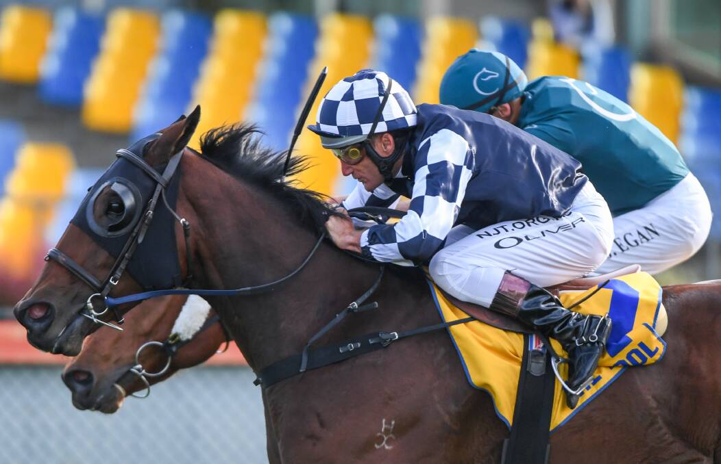 FOCUSED: Order of Command, with Damien Oliver onboard, wins the Midfield Group Wangoom Handicap (1200m) at Warrnambool on Wednesday in a stirring finish over Superhard. Picture: Natasha Morello/Racing Photos