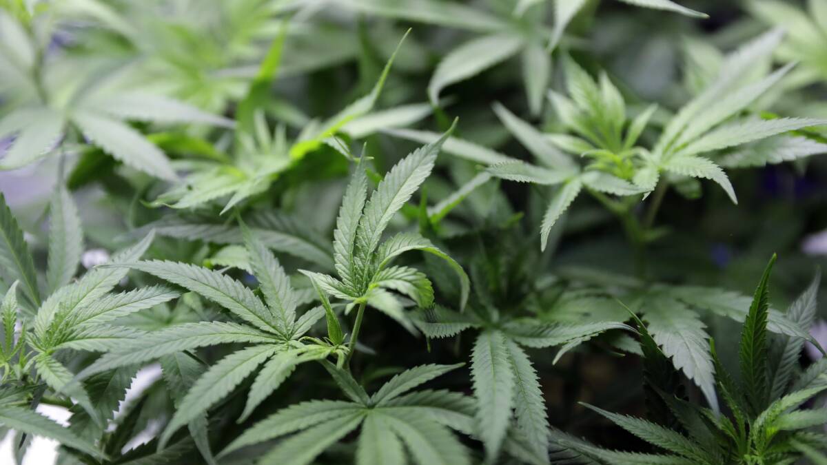 ​Cannabis plants worth about $20,000 found in police raid