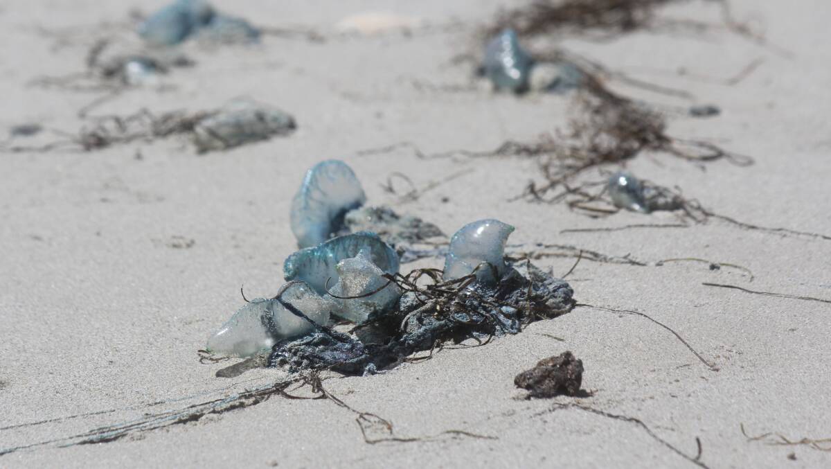 Arrivals: Thousands of bluebottle jellyfish have washed onto Warrnambool beaches.