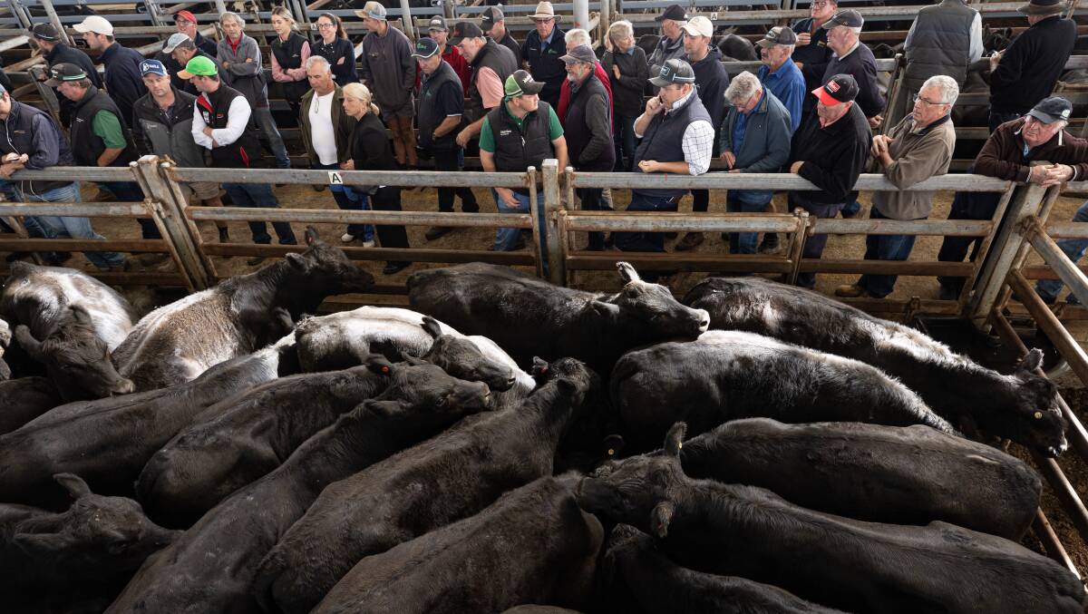 There was something for everyone in Thursday's WVLX store cattle sale.