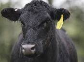 A black cow was killed in a collision with a utility near Bessiebelle on Tuesday night.