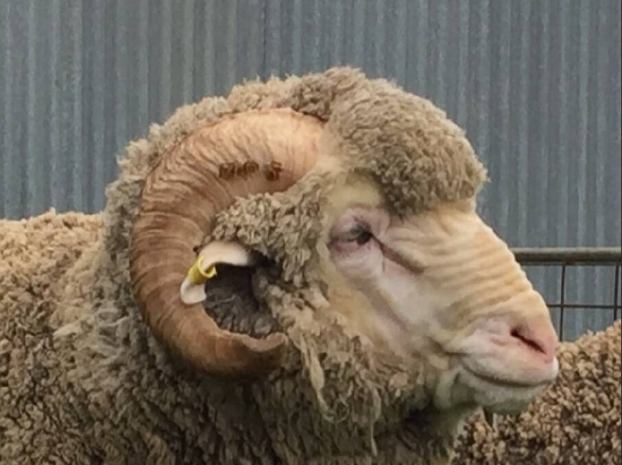 Rams valued at up to $15,000 stolen, police seek information