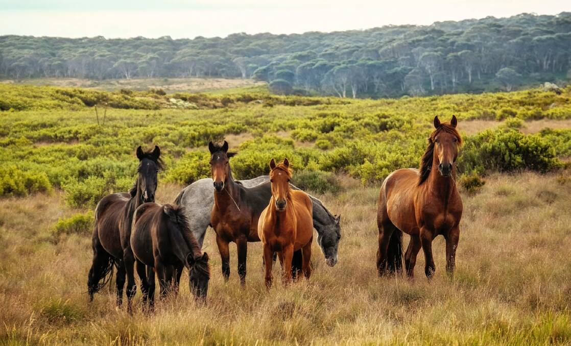Opposition calls for halt to State Government brumby cull