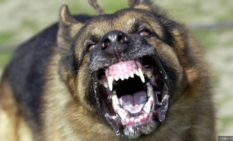 Police dog mauls Hampden player during arrest