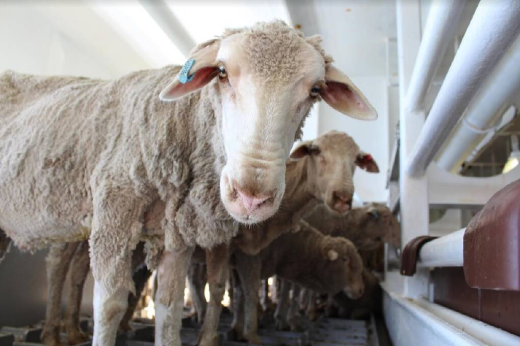 ​New investigation into live export footage