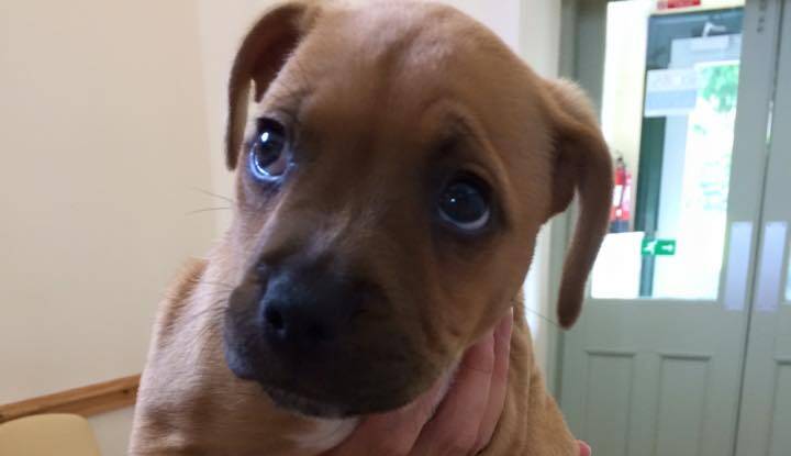 A similar very cute Staffordshire bull terrier pup. The driver of the Ford will be charged with a range of offences.