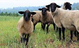 There have been 21 Suffolk lambs stolen from a property west of Portland.