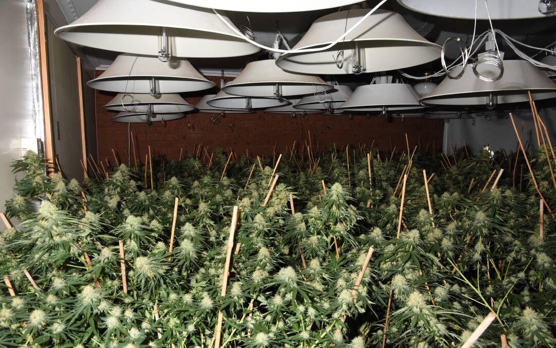 Green thumbs: A sixth cannabis grow house has been uncovered by police in the south-west. Officers seized 317 plants at Hamilton on Thursday.