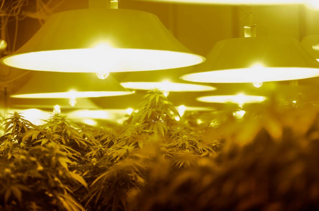 Busted: A 360 plant crop house at Grassmere was raided last week in the latest Operation Highrise executed warrant.