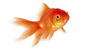 Goldfish will be wary of Michael Redmond.