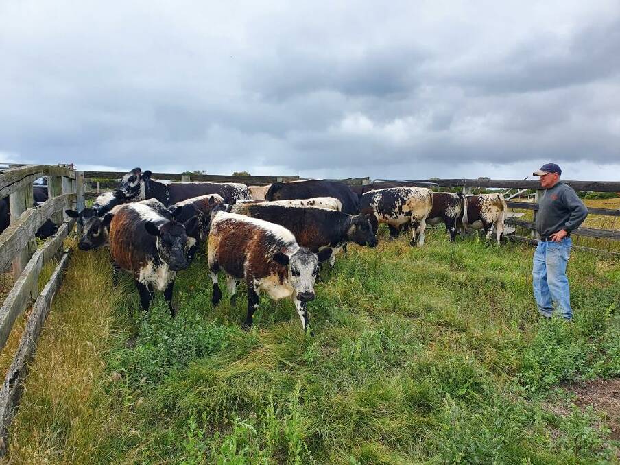 SUCCESSFUL TRIAL: Tyrendarra sheep and beef producer Peter Bryant decided to try Speckle Park cattle when he saw a draft of cows and calves offered at a herd dispersal from a Cobden farm.