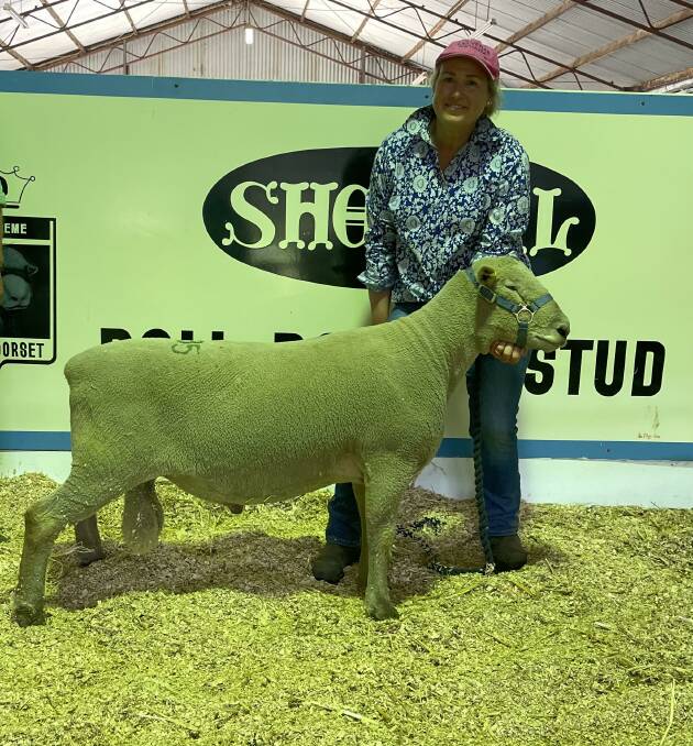 Shellal stud co-principal Tania King with the top-priced ram of the sale, a Southdown. Picture supplied by Shellal.