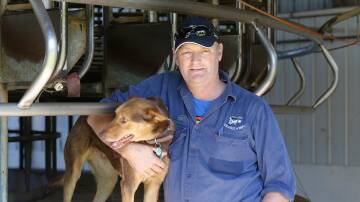 HIGHER PRICES: Larpent dairy farmer Mark Billing says the high farmgate milk prices are well deserved.