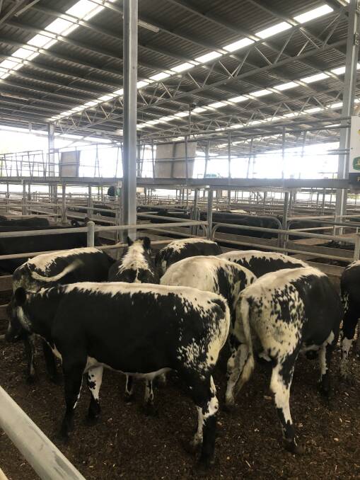 ON A PAR: Heifers sold on a par with steers at this month's Colac store sale, regarded by agents as one of the strongest ever.
