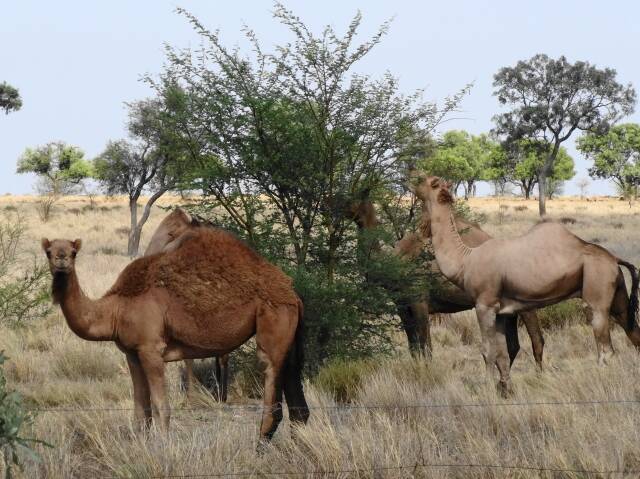 Camels, which run wild in central Australia, are sought after in north west Queensland for their penchant for prickly acacia, one of the many introduced weeds choking up the countryside. Photo: Sally Gall.