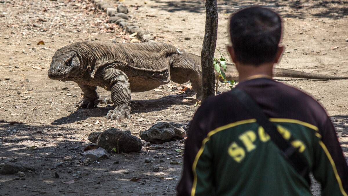 Rangers and Komodo dragons live side by side at Komodo National Park. Picture: Michael Turtle