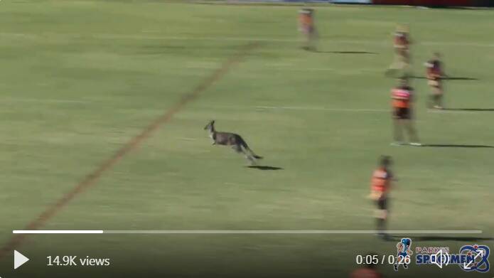 An image from the video of the kangaroo jumping across the length of the field. Image: PARKES SPACEMEN