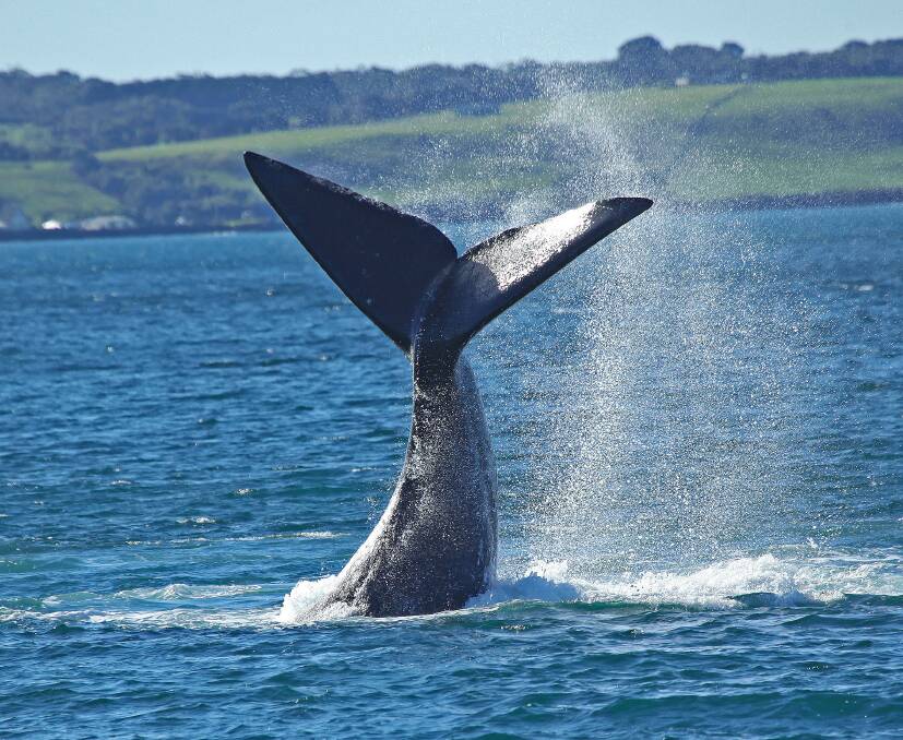 BIG SPLASH: The whale watching season has started along the Shipwreck Coast and will only get better over the winter months, so make sure to keep your eyes out for these gentle giants. Click on this image to open the e-mag edition of Winter Out & About. Photo: Bob McPherson