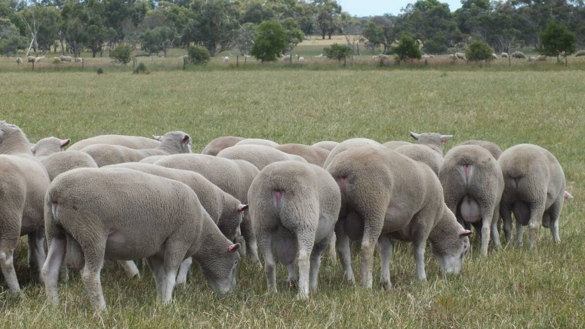 Australian Sheep Breeding Values lead to profit for Bruan Poll Dorsets