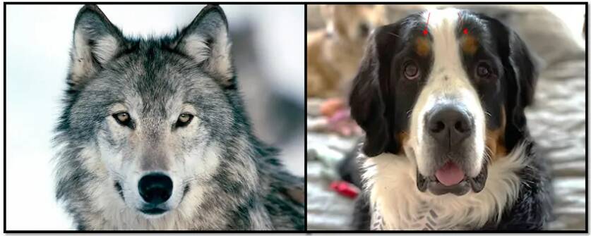 A wild gray wolf (left) and a domesticated Bernese Mountain dog (right), highlighting some common facial differences between the wolf and domesticated dogs. Most domesticated dog breeds have ears that lie flat, display a range of fur patterns and colors, and have a shortened snout. Red arrows indicate the levator anguli occuli medialis muscle, a muscle not found in the gray wolf that supports eye gaze communication between dogs and humans. Credit: Anne Burrows, Duquesne University; left image copyright Defenders of Wildlife, Washington, DC.