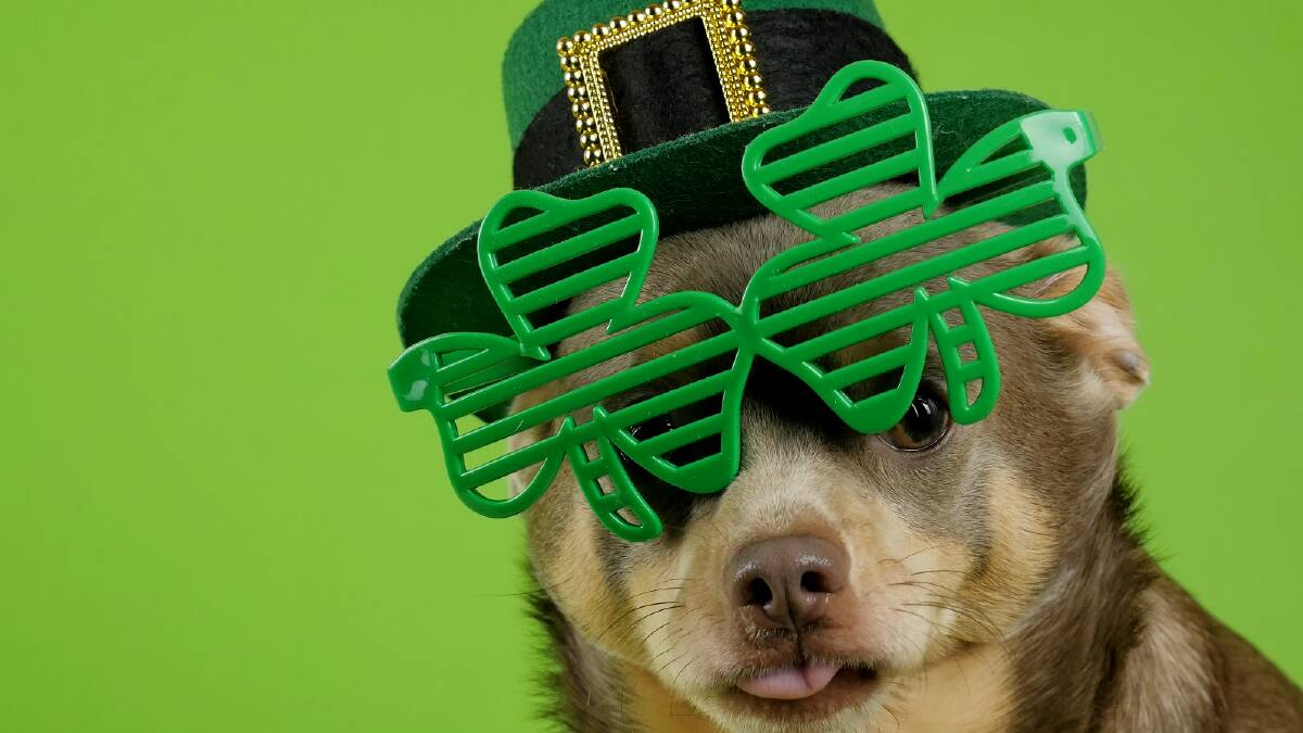LUCK OF THE IRISH: Why do we wear green on Saint Patrick's Day every year? Picture: FILE