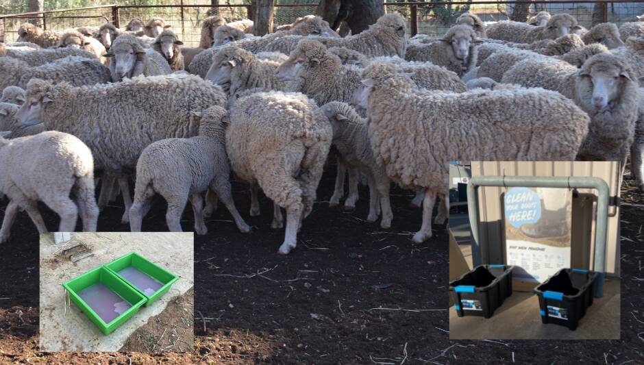 Protecting our livestock industry can take a few steps, like into foot baths, such as the ones seen on farm (inset left) or at the Royal Adelaide Show (inset right).