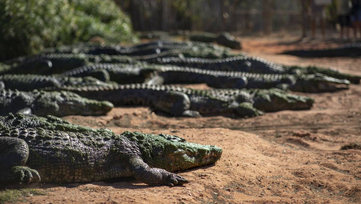 Malcolm Douglas Crocodile Park at Roebuck Bay. Picture: Supplied