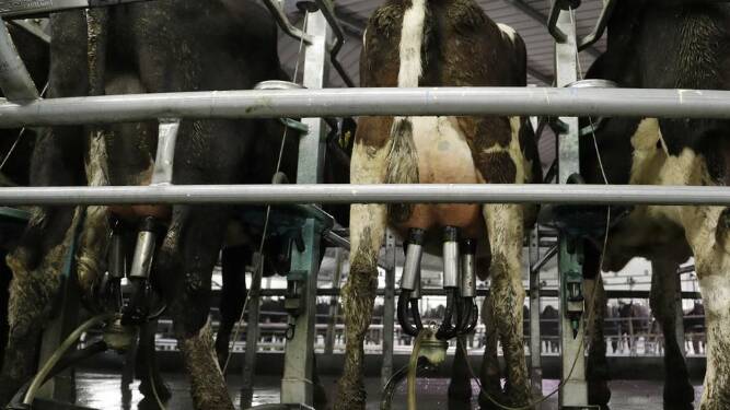 Cows are attached to a rotary milking machine on a farm.
