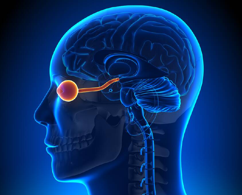 The optic nerve. Photo: Shutterstock