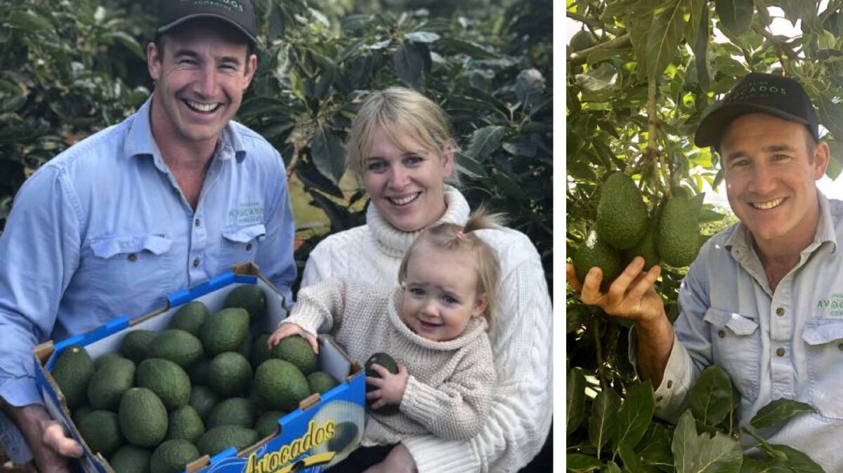 Nathan Bell, right, inspecting avocados that are just about to be harvested at Comboyne. And also with his wife Grace and daughter Tallulah.
Photo: Samantha Townsend