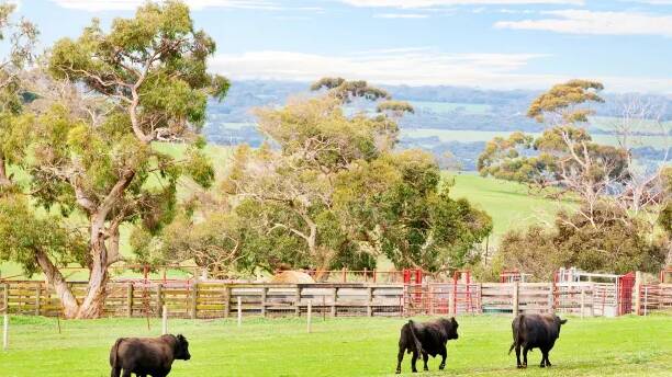 Cygnet Park Farms comprises 7800 hectares of prime mixed-use farming. Photo: Sean McGowan

