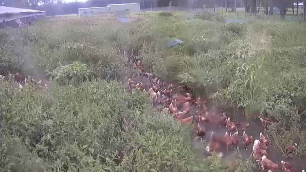 Chook cam may or may not be in need of a lens clean.