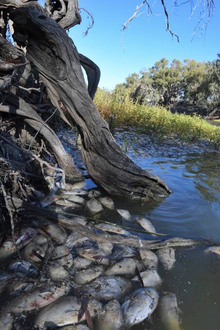 Hundreds of Bony Bream and other fish dead in the Darling River at Menindee. Photo: Nick Moir
