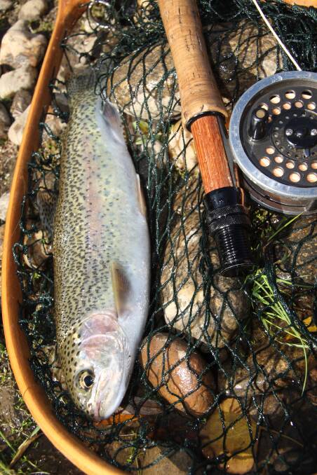 TROUT: Caught recently by both lure and fly casters. Photo SHUTTERSTOCK