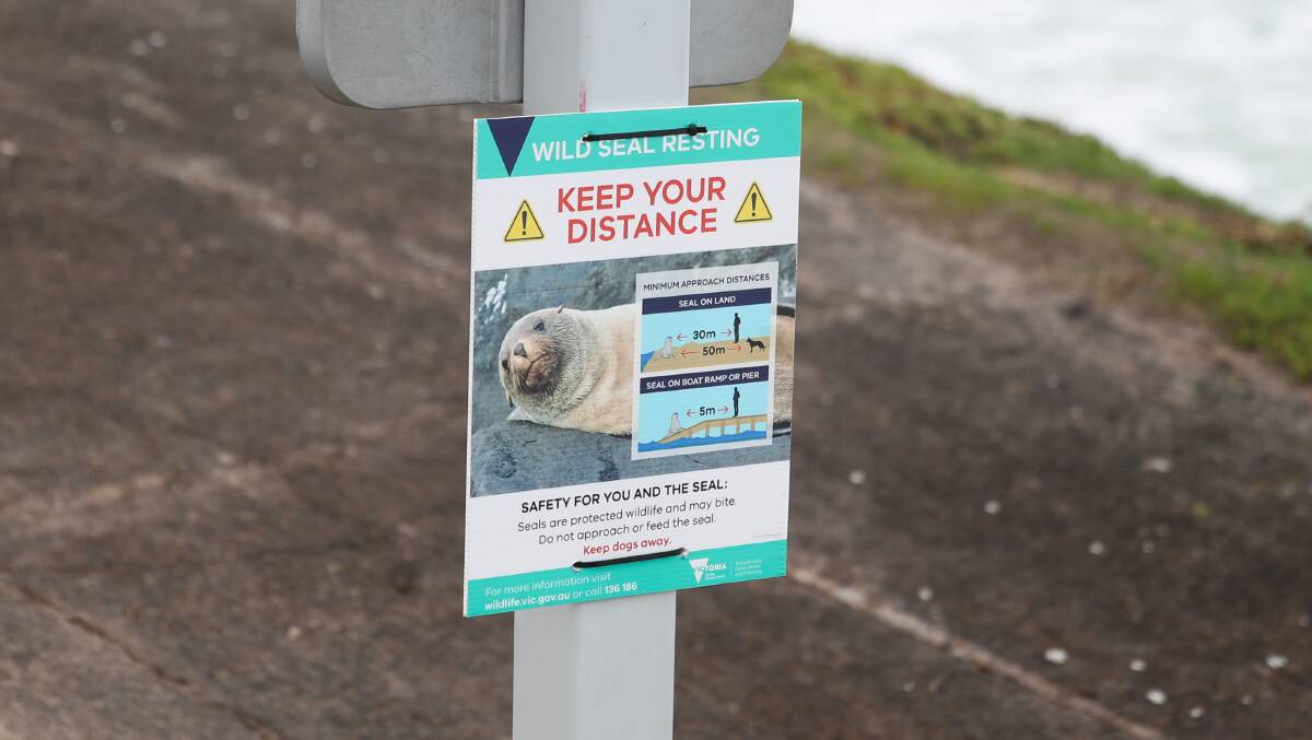 VISITOR: Signs along Port Fairy's East Beach are warning people to keep their distance from a Subantarctic fur seal resting on rocks. Picture: Morgan Hancock