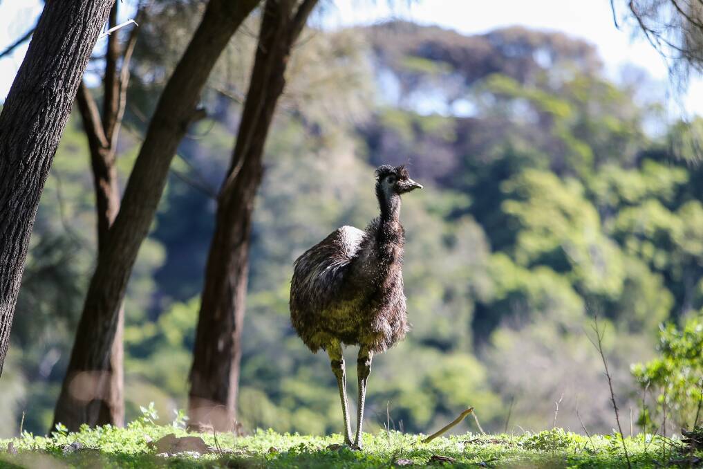 TIMELESS: An emu at Tower Hill. Visitors to the site were united in a call for $11 million in upgrades to the site to use a 'light touch'. 