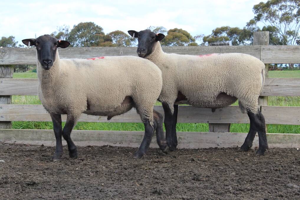 The two top-priced Suffolk rams in the Croydon sale.