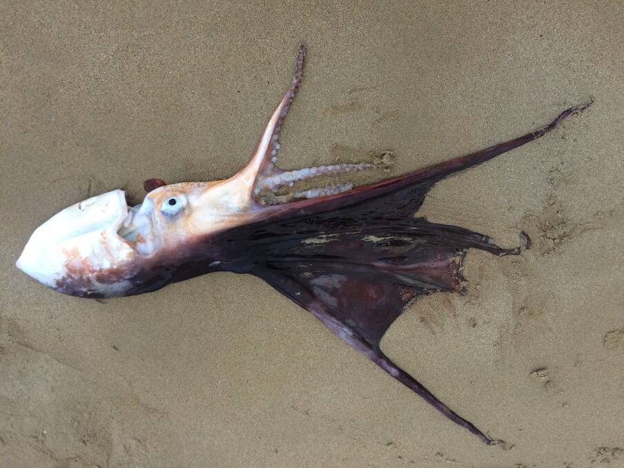 RARE SIGHT: Parks Victoria says a female blanket octopus washed up at Port Fairy. Pictured is an octopus separately sighted by Maddie Glynn in Flinders. 