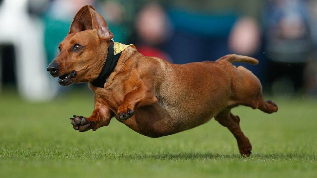 KEEP OUT: Port Fairy is famous for the dachshund dash. 