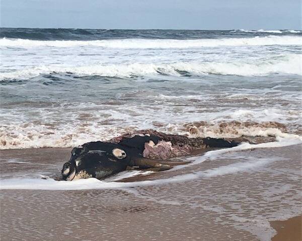 SAD SIGHT: The deceased whale calf washed up on Logans Beach on Thursday morning. Picture: supplied. 