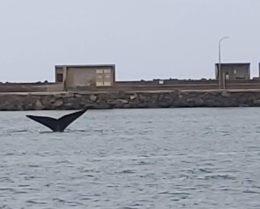 WHALE TAIL: Portland's Donna Vermolen captured this photo of a southern right whale in Portland's harbour on Wednesday. 