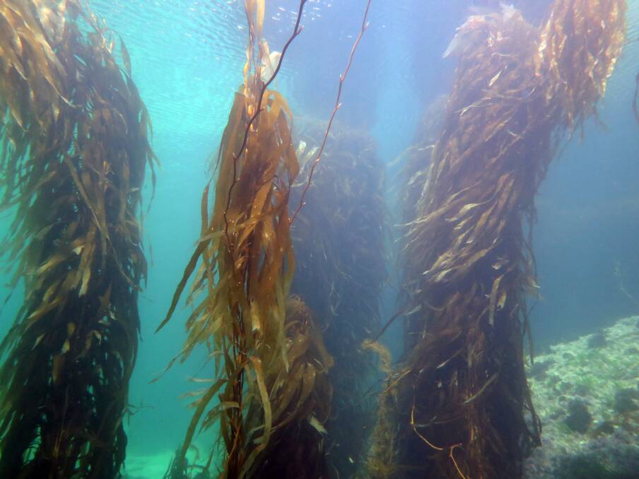 ENDANGERED: Giant kelp pictured off Warrnambool where it can grow up to 12 metres. Picture: Paul Tinkler