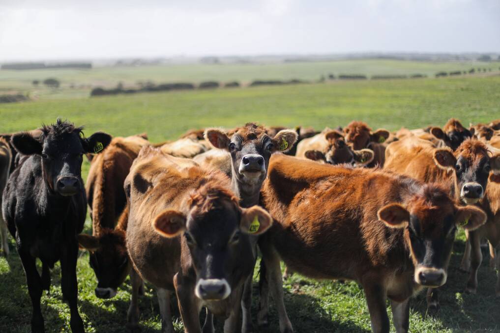 A Rural Bank report shows 225 farms sold in 2019 across the Moyne, Corangamite and Glenelg shires.
